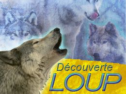 Location loups Location loups