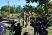 Films avec éléphants